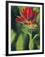 Indian Paintbrush-Chuck Haney-Framed Photographic Print