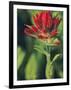 Indian Paintbrush-Chuck Haney-Framed Photographic Print