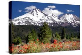 Indian Paintbrush-Douglas Taylor-Stretched Canvas