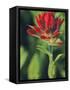 Indian Paintbrush-Chuck Haney-Framed Stretched Canvas