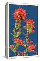 Indian Paintbrush-Lantern Press-Stretched Canvas