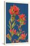 Indian Paintbrush-Lantern Press-Stretched Canvas