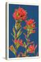 Indian Paintbrush-Lantern Press-Stretched Canvas