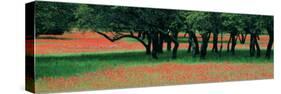 Indian Paintbrushes and Scattered Oaks, Texas Hill Co, Texas, USA-null-Stretched Canvas
