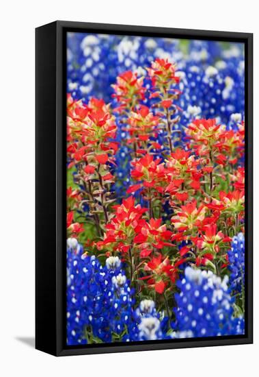 Indian Paintbush and Bluebonnet Flowers-Terry Eggers-Framed Stretched Canvas