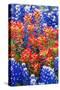 Indian Paintbush and Bluebonnet Flowers-Terry Eggers-Stretched Canvas