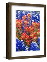 Indian Paintbush and Bluebonnet Flowers-Terry Eggers-Framed Photographic Print