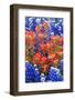 Indian Paintbush and Bluebonnet Flowers-Terry Eggers-Framed Photographic Print