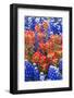 Indian Paintbush and Bluebonnet Flowers-Terry Eggers-Framed Photographic Print