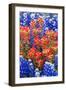 Indian Paintbush and Bluebonnet Flowers-Terry Eggers-Framed Photographic Print