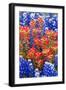 Indian Paintbush and Bluebonnet Flowers-Terry Eggers-Framed Photographic Print