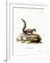 Indian Palm Squirrel-null-Framed Giclee Print