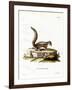 Indian Palm Squirrel-null-Framed Giclee Print