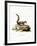 Indian Palm Squirrel-null-Framed Giclee Print