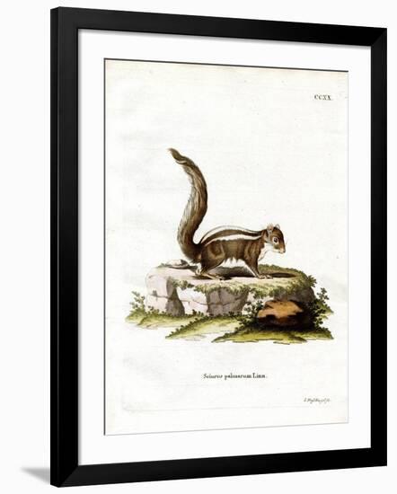 Indian Palm Squirrel-null-Framed Giclee Print