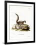 Indian Palm Squirrel-null-Framed Giclee Print