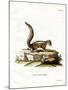 Indian Palm Squirrel-null-Mounted Giclee Print