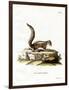 Indian Palm Squirrel-null-Framed Premium Giclee Print