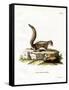 Indian Palm Squirrel-null-Framed Stretched Canvas