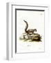 Indian Palm Squirrel-null-Framed Giclee Print