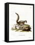 Indian Palm Squirrel-null-Framed Stretched Canvas