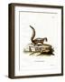 Indian Palm Squirrel-null-Framed Giclee Print