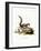 Indian Palm Squirrel-null-Framed Giclee Print