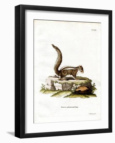 Indian Palm Squirrel-null-Framed Giclee Print