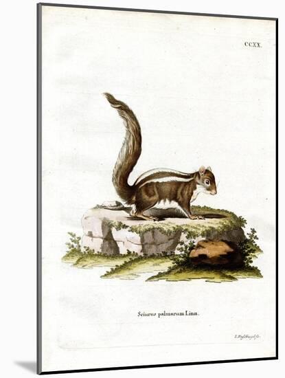 Indian Palm Squirrel-null-Mounted Giclee Print