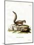 Indian Palm Squirrel-null-Mounted Giclee Print