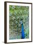 Indian Peacock (Pavo Cristatus)-Michael DeFreitas-Framed Photographic Print