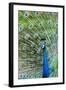 Indian Peacock (Pavo Cristatus)-Michael DeFreitas-Framed Photographic Print