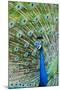 Indian Peacock (Pavo Cristatus)-Michael DeFreitas-Mounted Photographic Print