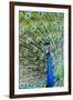 Indian Peacock (Pavo Cristatus)-Michael DeFreitas-Framed Photographic Print