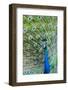 Indian Peacock (Pavo Cristatus)-Michael DeFreitas-Framed Photographic Print