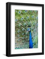 Indian Peacock (Pavo Cristatus)-Michael DeFreitas-Framed Photographic Print