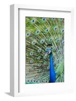 Indian Peacock (Pavo Cristatus)-Michael DeFreitas-Framed Photographic Print