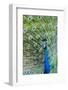 Indian Peacock (Pavo Cristatus)-Michael DeFreitas-Framed Photographic Print