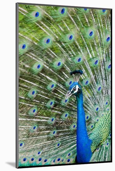 Indian Peacock (Pavo Cristatus)-Michael DeFreitas-Mounted Photographic Print