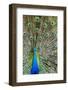 Indian Peacock Waimea Valley Audubon Park, North Shore, Oahu, Hawaii-Michael DeFreitas-Framed Photographic Print