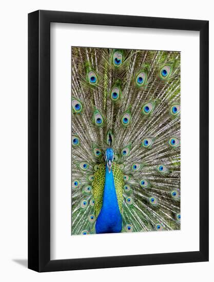 Indian Peacock Waimea Valley Audubon Park, North Shore, Oahu, Hawaii-Michael DeFreitas-Framed Photographic Print