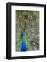 Indian Peacock Waimea Valley Audubon Park, North Shore, Oahu, Hawaii-Michael DeFreitas-Framed Photographic Print