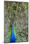 Indian Peacock Waimea Valley Audubon Park, North Shore, Oahu, Hawaii-Michael DeFreitas-Mounted Photographic Print