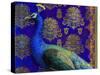 Indian Peacock-Maria Rytova-Stretched Canvas