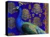 Indian Peacock-Maria Rytova-Stretched Canvas