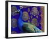 Indian Peacock-Maria Rytova-Framed Giclee Print