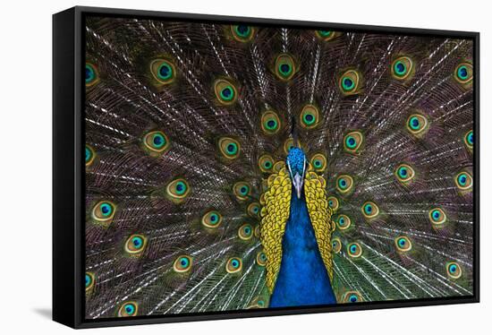 Indian Peacock-Andrew Michael-Framed Stretched Canvas