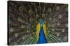 Indian Peacock-Andrew Michael-Stretched Canvas