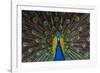 Indian Peacock-Andrew Michael-Framed Photographic Print