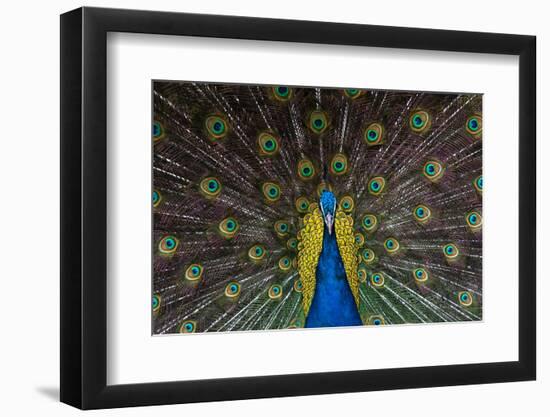 Indian Peacock-Andrew Michael-Framed Photographic Print